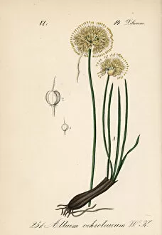 Allium Gallery: Allium ericetorum