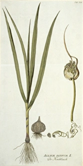 Amaryllidaceae Gallery: Allium sativum, garlic