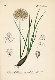 Allium Gallery: Allium saxatile