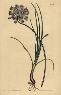 Allium Gallery: Allium stellerianum
