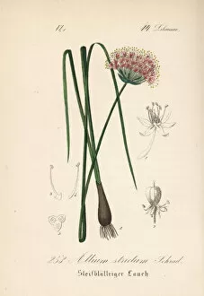 Allium Gallery: Allium strictum