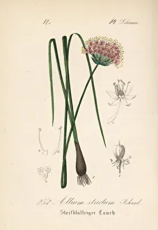 Allium Gallery: Allium strictum
