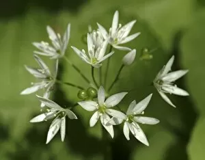 Amaryllidaceae Gallery: Allium ursinum, wild garlic