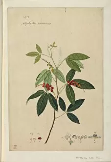 Malvidae Gallery: Allophylus racemosus