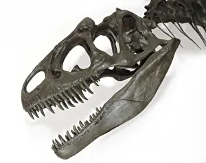 Allosaurus