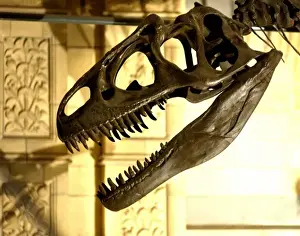 Allosaurus