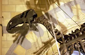 Allosaurus