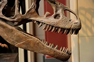 Skeleton Prints: Allosaurus. Late Jurassic Period. Skull with a large teeth