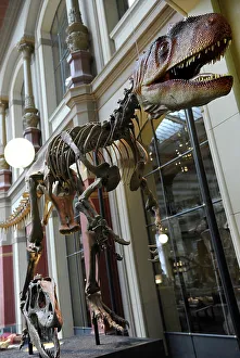 Skeleton Prints: Allosaurus. Late Jurassic Period