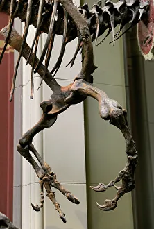 Hoof Prints: Allosaurus. Late Jurassic Period. Three-fingered forelimbs