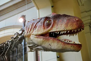 Skeleton Prints: Allosaurus. Late Jurassic Period. Detail of the head