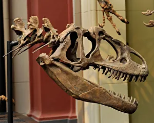 Skeleton Prints: Allosaurus. Late Jurassic Period. Skull
