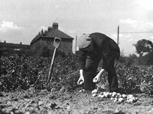 Allotment Collection: Allotment Potato Crop