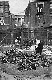 Allotment Collection: Allotments in Fleet Street, London, WW1