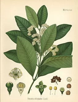 Officinalis Gallery: Allspice or Jamaica pepper, Pimenta officinalis