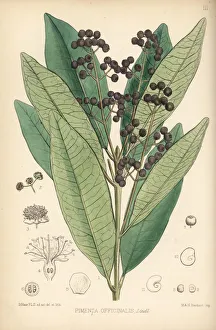 Allspice Gallery: Allspice, Jamaica pepper or pimenta, Pimenta dioica