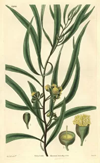 Hooker Gallery: Almond-leaved eucalyptus or black peppermint