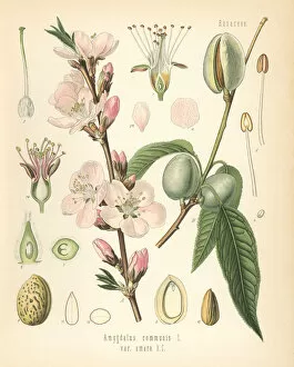 Almond Gallery: Almond tree, Amygdalus communis