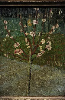 Images Dated 12th September 2013: Almond Tree in Bloom, 1888, by Vincent van Gogh (1853-1890)