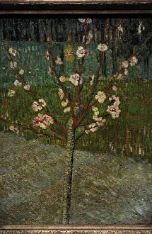 Gogh Prints: Almond Tree in Bloom, 1888, by Vincent van Gogh (1853-1890)