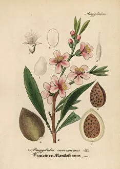 Almond Gallery: Almond tree, Prunus dulcis
