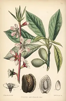 Almond tree, Prunus dulcis