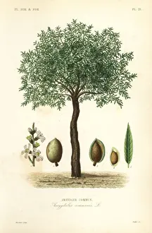 Almond tree, Prunus dulcis
