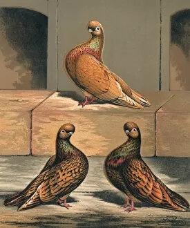 Almond Gallery: Three Almond Tumbler Cock Pigeons