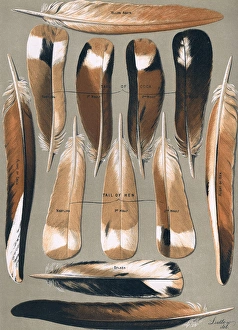 Almond Gallery: Almond Tumbler Pigeon Tail Feathers