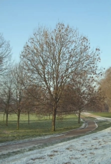 Alnus Gallery: Alnus glutinosa, alder