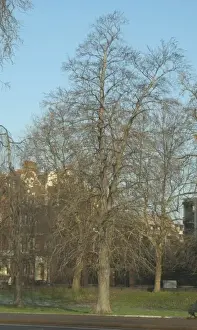Alnus glutinosa, alder
