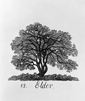 Alnus glutinosa, alder