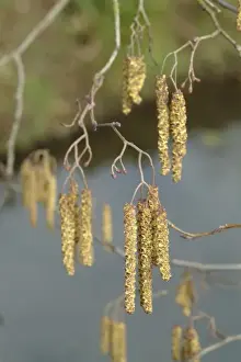 Alnus glutinosa catkin, alder catkin