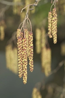 Greenery Gallery: Alnus glutinosa catkin, alder catkin