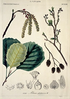Alnus Gallery: Alnus glutinosa (W.) DCXXXI, alder
