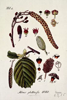 Eurosid Collection: Alnus glutinosa (Willd. ) XXI 4, alder