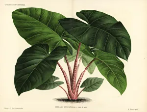 Alocasia Gallery: Alocasia augustiana