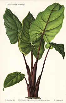 Stroobant Collection: Alocasia devansayana
