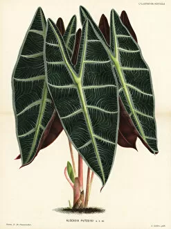 Foliage Gallery: Alocasia longiloba foliage plant