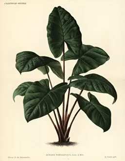 Alocasia Gallery: Alocasia puber foliage plant
