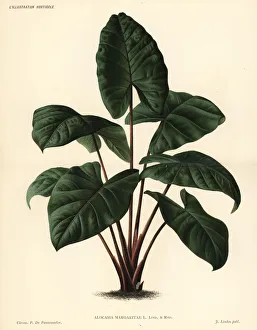 Alocasia Gallery: Alocasia puber foliage plant