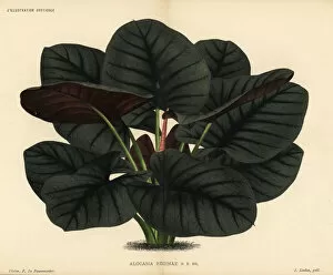 Alocasia Gallery: Alocasia reginae foliage plant