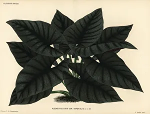 Alocasia Gallery: Alocasia scabriuscula