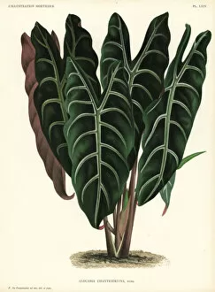 Pannemaeker Collection: Alocasia x chantrieri. Alocasia x chantrieri