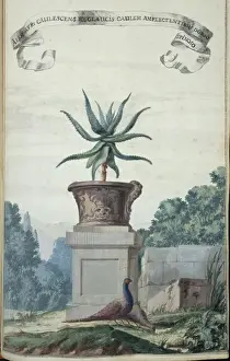 Aloe Prints: Aloe Afr: Caulescens Fol Glaucis