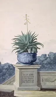 Aloe Prints: Aloe africana, spiny aloe
