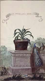 Agave Gallery: Aloe americana minor