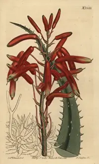 Virens Prints: Aloe humilis