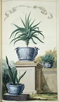 Asparagales Gallery: Aloe Semper Virens ov Vera