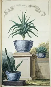 Aloe Prints: Aloe Semper Virens ov Vera